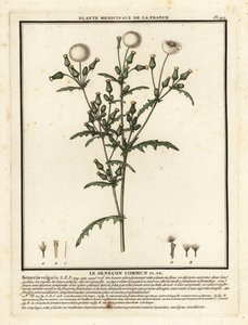 Groundsel、Senecio vulgaris。 作： Unbekannter Künstler