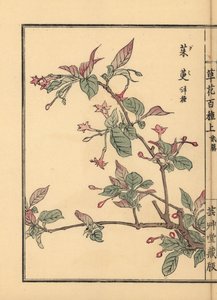 グミ、ナツグミ、チェリー・シルバーベリー。観葉植物や盆栽として人気がある。河野梅嶺の手彩色木版画『草花百種』より 東京・山田 作： Unbekannter Künstler