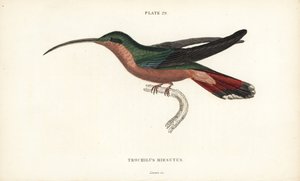 毛足ハチドリ、Glaucis hirsutus（ルフォスブレスト仙人、Trochilus hirsutus）。Sir William Jardine