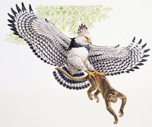 カプチンモンキーを爪で捕らえるハーピーイーグル（Harpia harpyja）。
