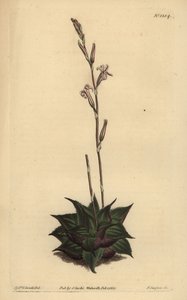 Haworthia mirabilis (Rough-leaved cushion aloe, Aloe mirabilis) 作： Unbekannt