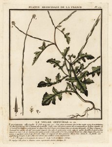 ヘッジ マスタード、Sisymbrium officinale。 作： Unbekannter Künstler