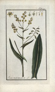 聖フィリップのハーブ（Isatis tinctoria sativa）。オランダ、ヨハネス・ゾーン（1739-1799）作 "Afbeelding der Artseny-Gewassen "のリトグラフ。 作： Unbekannter Künstler