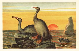Hesperornis regalis、絶滅した鵜のような鳥.1908年（リトグラフ） 作： Unbekannter Künstler