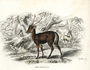 絶滅の危機に瀕するホグジカ。ゲオルク・フリードリヒ・トライチケの自然史ギャラリー、Naturhistorischer Bildersaal des Thierreiches、Liepzig-1842所蔵のゲブハルトによる手彩色リトグラフ。