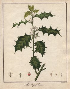 ホリーカラー銅版画、『Botanique Medicinale』所収（ドイツ・ベルリン刊