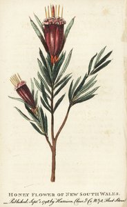 オーストラリア、ニュー・サウス・ウェールズのハニー・フラワー。The Naturalist