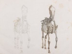馬の骨格、正面から 作： Unbekannt