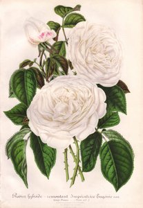 ハイブリッド・ホワイト・ローズ、Imperatrice Eugenie、Empress Eugenie。L.ストローバントがヘント「L
