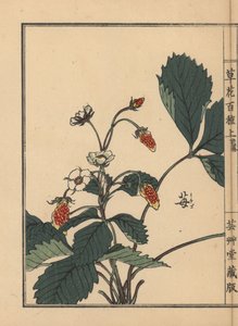 イチゴ（Fragaria ananassa）。河野梅嶺の手彩色木版画『草花百種』より 東京・山田 作： Unbekannter Künstler