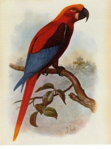 イラスト/Ara grossei/Jamaican Parrot 作： Unbekannt