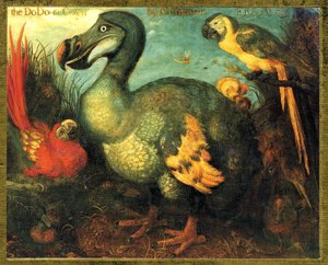 イラスト／Raphus cucullatus／Dodo of Mauritius／Dronte 作： Unbekannt