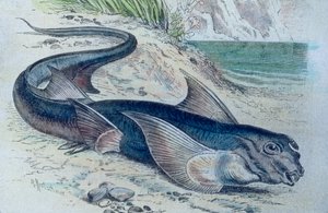 キメラ（Hydrolagus colliei）のイラスト 作： Unbekannter Künstler