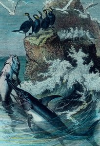 マグロのイラスト 作： Unbekannter Künstler