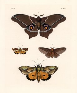 Imbrasia epimethea (Saturnia epimethea) 1、ピンクの縞模様のカシノナガキクイムシ、Anisota virginiensis (Dryocampa virginiensis) 2、Crameria aegocera (Aegocera amabilis) 3、Eudocima materna (Triphaena materna) 4。 ジョン・O・ウェストウッドの新刊より。 作： Unbekannter Künstler
