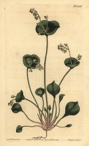 インディアンレタス、Perfoliate claytonia、Claytonia perfoliata 作： Unbekannt