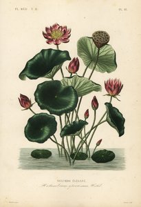 インドの蓮、Nelumbo nucifera、Nelumbium speciosum、Nelumbo elegant 作： Unbekannt