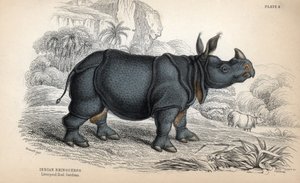 インドサイ（Rhinoceros unicornis or indicus）、絶滅危惧種。ジェームズ・スチュワートのデッサンを基にしたウィリアム・リザースによる銅版画、W.H.リザース編集の「Naturalist Library: mammals, pachyderms and quadrupedes with fine skin」に掲載。 作： Unbekannter Künstler