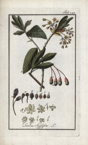 イロコイ月桂樹（Sassafras albidum）。オランダ、ヨハネス・ゾーン（1739-1799）の「Afbeelding der Artseny-Gewassen」よりリトグラフ。 作： Unbekannter Künstler