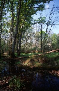 イタリア、ラティウム地方、Circeo国立公園、生物圏保護区の池 作： William Jennys