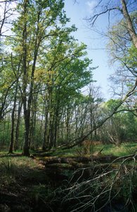 イタリア、ラティウム地方、Circeo国立公園、生物圏保護区の池 作： William M. Timlin