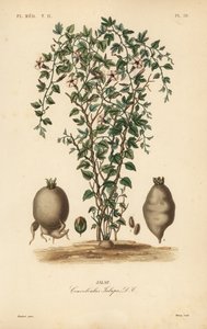 ジャラップのつる、Ipomoea jalapa、Convolvulus jalapa、Jalap 作： Unbekannt
