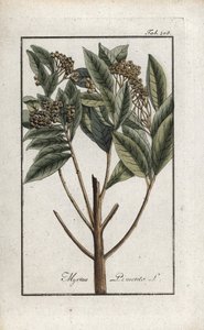 ジャマイカ胡椒、または4種のスパイス、ジロフリー胡椒（Pimenta dioica）。ヨハネス・ゾーン（1739-1799）作 "Afbeelding der Artseny-Gewassen "よりリトグラフ、オランダ。