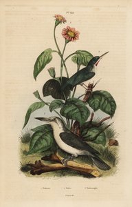 ジャマイカのトディ（Todus todus）、マリアナ・キングフィッシャー（Todiramphus albicilla）、ヒマワリ（Tithonia tagetiflora）。