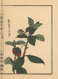 アルディシアまたはチリメンマールベリー、アルディシア・ジャポニカ。河野梅嶺の手彩色木版画『草花百種』より 東京・山田 作： Unbekannter Künstler