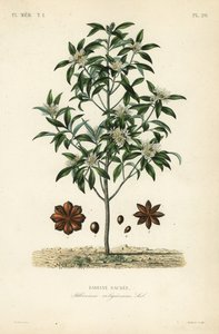 日本のスターアニス、アニスの木または神聖なアニスの木、Illicium anisatum、Illicium religiosum、Badiane sacree 作： Unbekannt