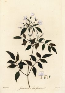 ジャスミン、Jasminum officinale。 1805年（彫刻）