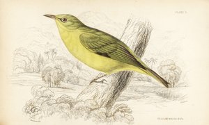 ジャワ白目、Zosterops flavus（黄白目、Zosterops flava）。ウィリアム・ジャーディン卿の『Naturalist