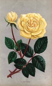 ジャン・ペルネ・ローズ、1867年にリヨンのペルネ氏が育成したティーローズの黄色い品種。Hippolyte JamainとEugene Forneyの "Les Roses "からF. Grobonが自然をもとに描き、リトグラフしたクロモリトグラフ。 作： Unbekannter Künstler