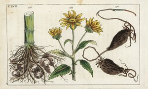 エルサレム・アーティチョーク（エルサレム・アーティチョーク）、Helianthus tuberosus root 作： Unbekannter Künstler