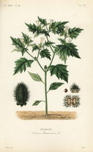 Jimsonweed or devil