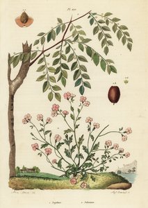 ナツメ（Ziziphus jujuba）1、バージニアストック（Malcolmia maritima）2 作： Unbekannt