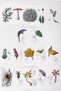 ジュシューの方法、1850年頃（エングレーヴィング） 作： Unbekannter Künstler