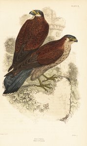 チョウゲンボウ、オスとメス、Falco tinnunculus、廃墟の前 1889 (彫刻) 作： Unbekannter Künstler