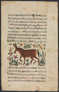 Khar（Ass）、Shahmardan ibn Abial-khayrrのNuzhat-nama-yiala&39;i（Excellent Book of Counsel）から 作： Unbekannt