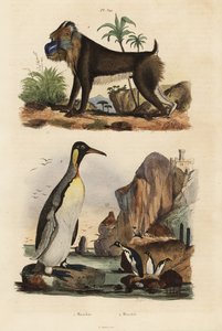 キングペンギン（Aptenodytes patagonicus）1、マンドリル（Mandrillus sphinx）の弱点、2 作： Unbekannt