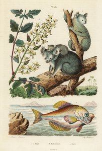 コアラ、Phascolarctos cinereus 1,2、ニスノキ、Koelreuteria paniculata 3、インディアンハンプヘッド、Kurtus indicus 4 コアラ、コルレウテリア、クルテ 作： Unbekannt