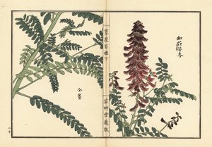 Kouka または kujin, Sophora flavescens.根は漢方で葛根（かっこん）と呼ばれる。河野梅嶺の手彩色木版画『草花百種』より 東京・山田 作： Unbekannter Künstler