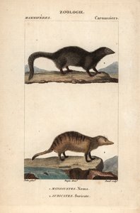 ジャン・ガブリエル・プレットル（1780-1845）作、カルノンケル版画、フレデリック・キュヴィエ著、ピエール・ジャン・フランソワ・トゥルパン（1775-1840）編集、パリ、F.G.ルヴロー社刊『自然科学辞典：哺乳類』所収。 作： Unbekannter Künstler