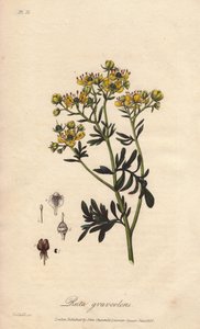 La rue des jardin ou rue fetide (Ruta graveolens) - ジョン・ステファンソンとジェームズ・モース・チャーチル著「Botanique medicale, description des plantes medicinales de London, Edinburgh et Dublin」の挿絵としてウィリアム・クラークが描いた水。 作： Unbekannter Künstler