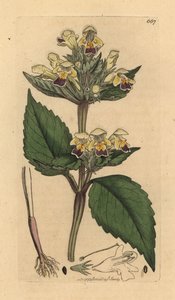 大輪の麻の花、Galeopsis speciosa (Galeopsis versicolores) (Galeopsis a fleurs panachees) James Smith