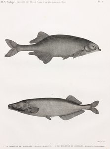 サライエのモルミエとデンデラのモルミエ 作： Unbekannt