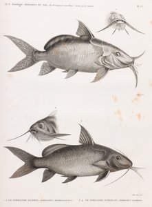 Le Pimedlode Guemel & Le Pimelode Scheilan 作： Unbekannt