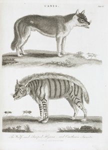 オオカミとシマエナとカンザシの虫 作： Unbekannt
