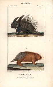 ジャン・ガブリエル・プレットル（1780-1845）作、カーノンケル版、ピエール・ジャン・フランソワ・トゥルパン（1775-1840）編集、フレデリック・キュヴィエ作、自然科学辞典「マンミフェール」のために出版。 作： Unbekannter Künstler