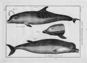 Pierre Joseph Bonnaterre (1762-1804)による "Painting Encyclopedique et Methodique des trois Regnes de la Nature "のイルカとネズミイルカ。パリ 1784年 作： Unbekannter Künstler